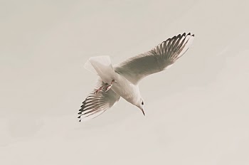 Photo Of White Flying Bird