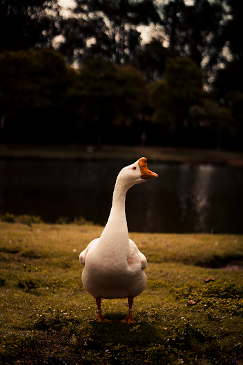 Photo of White Goose