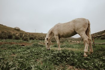 Photo of White Horse Grazing on Green Grass Field.