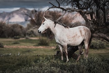 Photo of White Horse Near Bare Tree