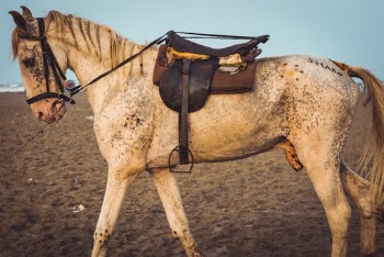 Photo of White Horse With Brown Leather Saddle Standing on Sand