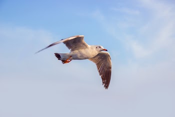 Photo of White Seagull Flying Under Blue Sky