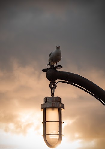 Photo of White Seagull Perched on Lamp Post