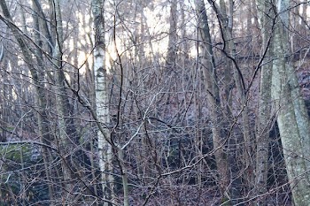 Photo Of Withered Trees