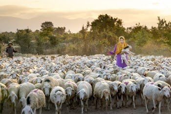 Photo Of Woman Holding Lamb