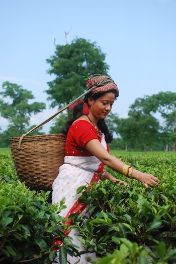 Photo Of Woman Picking Fruit