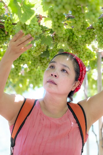 Photo Of Woman Picking Grapes