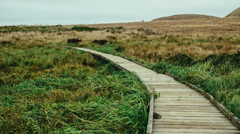 Photo Of Wooden Boardwalk During Daytime