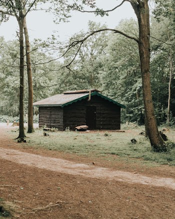 Photo of Wooden Cabin on Forest