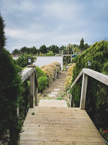 Photo of Wooden Pathway Near Plants
