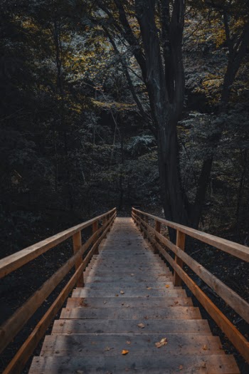 Photo of Wooden Stairs In Forest