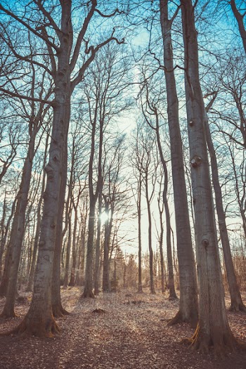 Photo of Woods