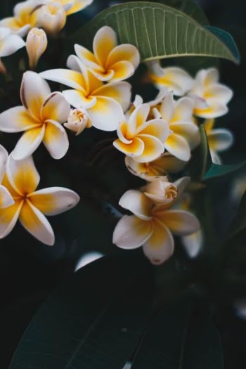 Photo of Yellow-and-white Frangipani Flowers