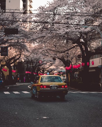 Photo Of Yellow Car Under Pink Trees