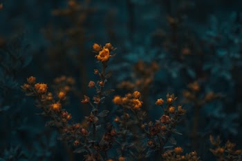 Photo of Yellow Flowers