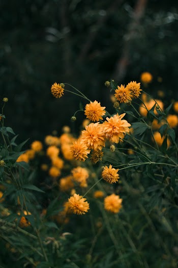 Photo of Yellow-Petaled Flowers