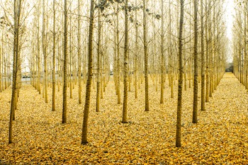 Photo of Yellow Tree Stems