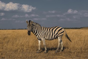 Photo Of Zebra On Grass