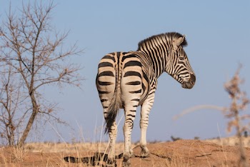 Photo of Zebra Standing on Dirt Ground