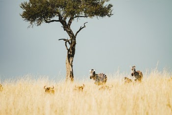 Photo of Zebras Near a Tree