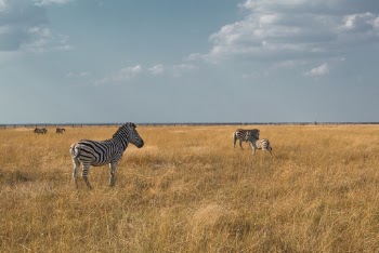 Photo Of Zebras On Grass