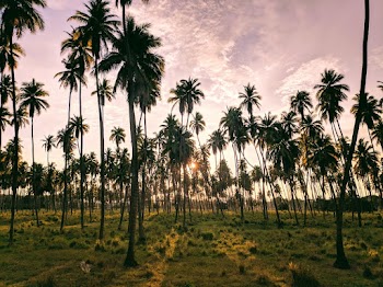 Photo Palm Trees During Golden Hour