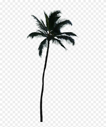 Photo Palmtree Png - Palm Tree Silhouette Transparent