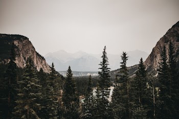 Photo Pine Trees During Dawn 