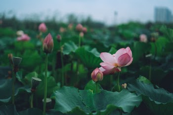Photo taken at Guanshe Shanzhuang Wetland Park, Jinyuan Road, Binhu District, Wuxi；Please indicate the source when using