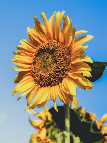 Photo Yellow Sunflower