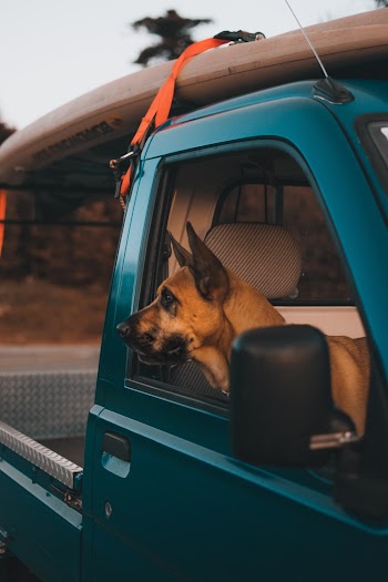 Photograph of a Brown Dog Looking out from a Car Window