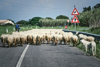Photograph of a Flock of Sheep and a Dog on the Road