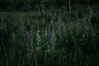 Photograph of Grass and Lavenders