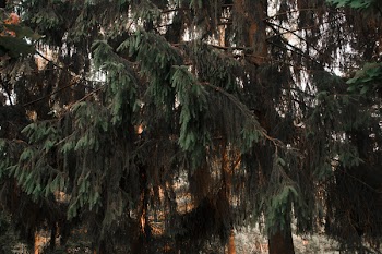 Photograph of Green Tree