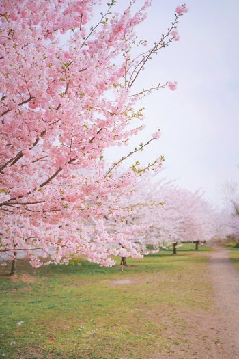 Photograph of Sakura Trees with Pink Cherry Blossoms · Free Stock Photo