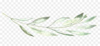 Photographer Chalk Leaf Neva Michelle Photography - eucalyptus 