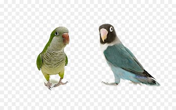 Photographic paper Standard Paper size Gloss Inkjet printing - Talking parrot 