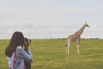          Photographing a Giraffe Free Photo     