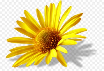 Photography, Common Daisy, Flower, Yellow PNG