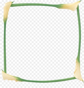 Photography Green Image Illustration White - calla border 