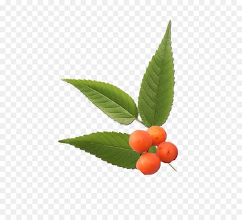 Photography, Leaf, Plant PNG