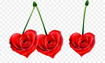 Photography Love Clip art - cherry 