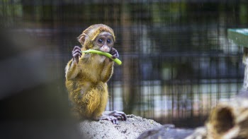 Photography of a Baby Monkey Eating Vegetable
