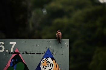 Photography of a Brown Sparrow Bird