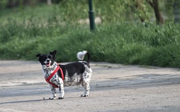 Photography of a Dog on Road