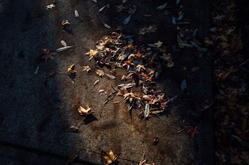 photography of assorted-color leaves on surface