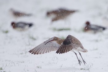photography of bird about to fly