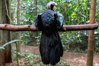 Photography of Black Bird