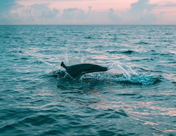 Photography of Body of Water
