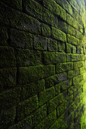 Photography of Bricks Covered with Moss